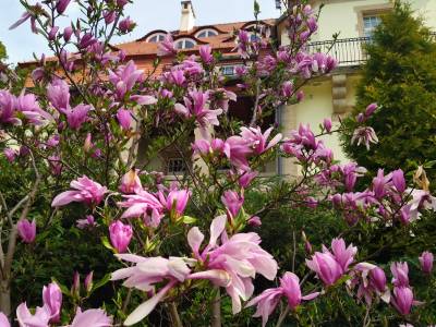 DZIEŃ KOBIET 2026r. 