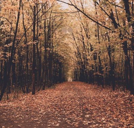 Autumn Leaves